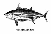 Fish collection, part 1, a Food Illustration by ZotovShop (Thumbnail 14 of 14)
