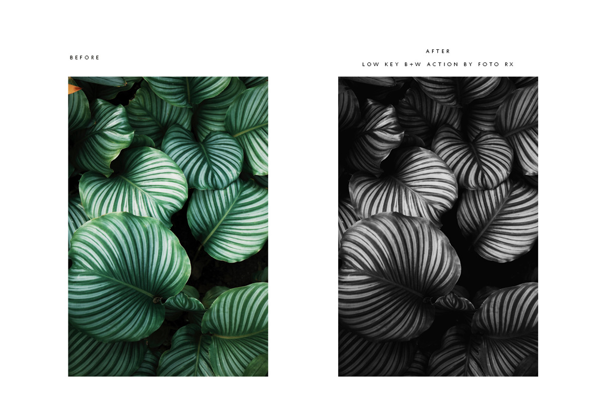 FINE ART BLACK + WHITE PS ACTIONS, an Action Add-On by Foto Rx Co. (Photo 13 of 14)