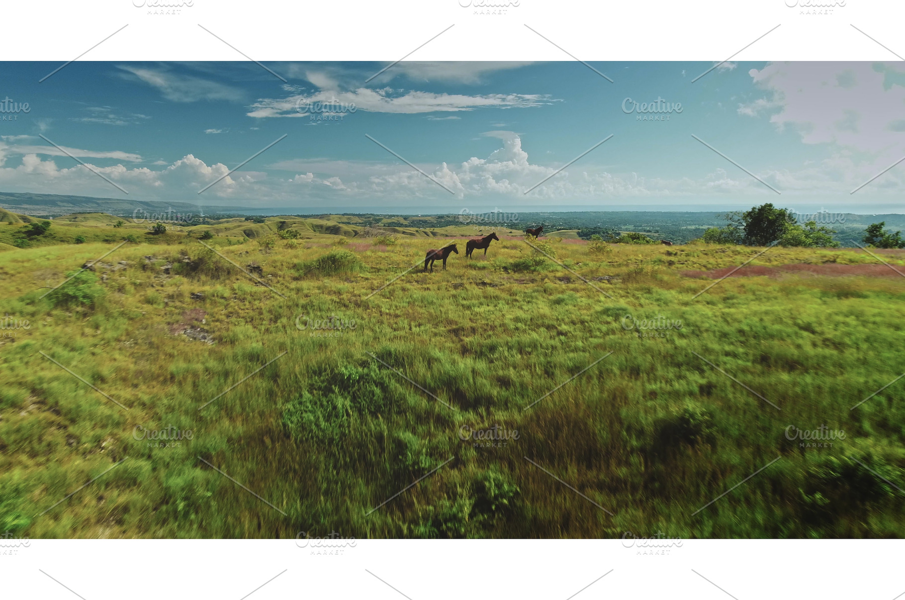 Horses grazing on Sumba Island, an Animal Photo by Goinyk