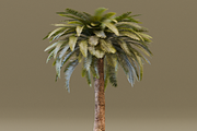 The Date Palm Tree, a Plants & Tree 3D Model by FuturePastCreatives (Thumbnail 4 of 6)