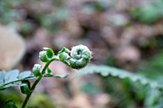 Mushrooms In The Forest Photography, a Nature Photo by Full Circle Design Studio (Thumbnail 25 of 38)