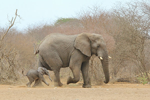 Elephant Power - Cute Baby Animals 