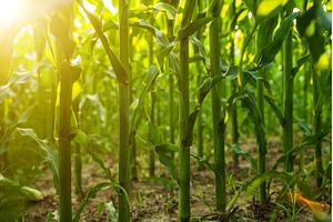 Sustainable corn farming with, a Nature Photo by volodymyrshtun13795