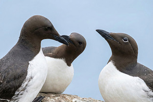 Three Common Guillemots on Rock, an Animal Photo by Virgo Studio