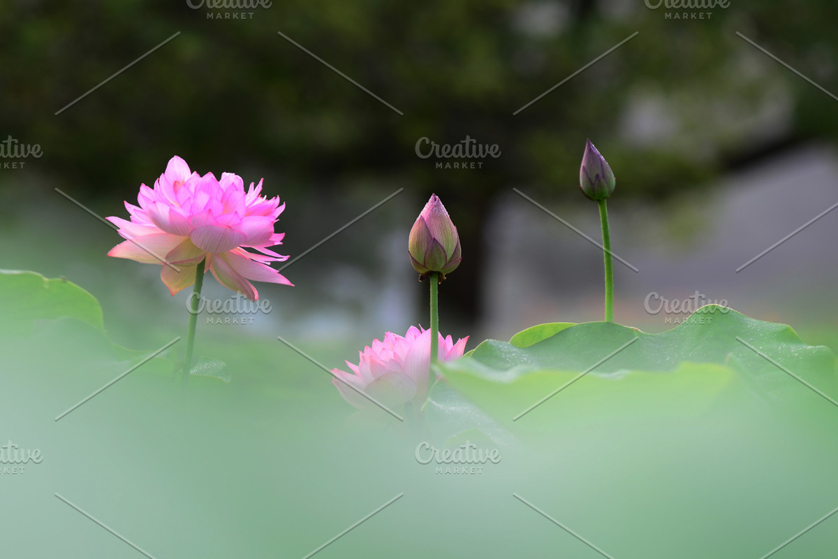 Pink Lotus Flowers Bundle, a Nature Photo by Corner Croft Mockups (Photo 2 of 5)