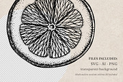 Citrus Fruit Vector Illustration Set, a Food Illustration by Yevheniia (Thumbnail 7 of 11)