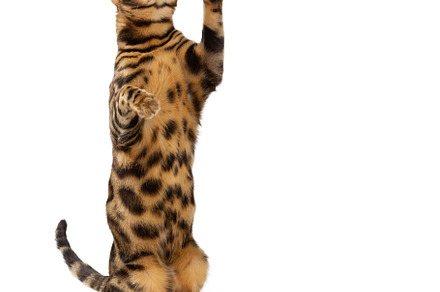 Bengal cat isolated on white