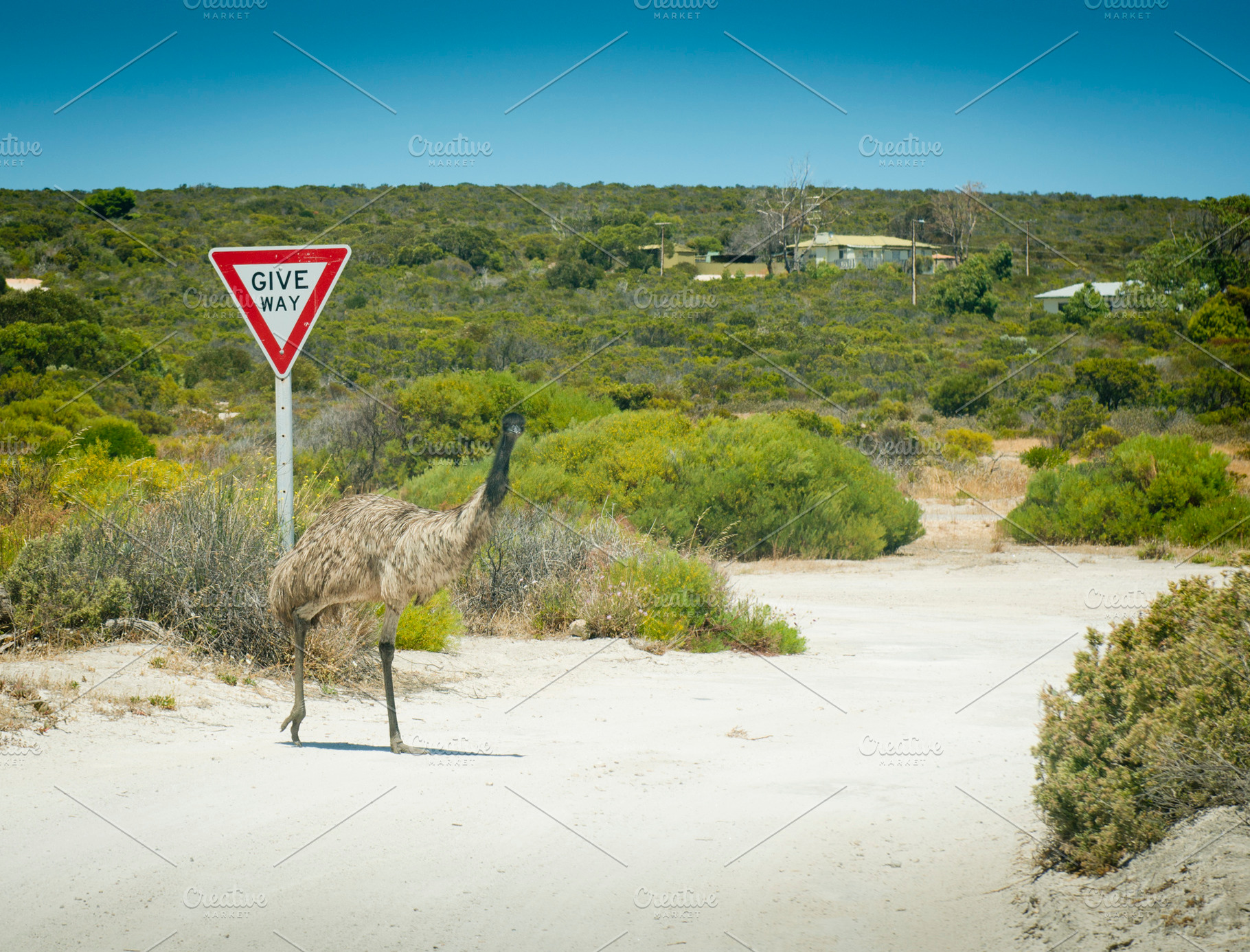 Emu Give Way Sign, an Animal Photo by THP Creative