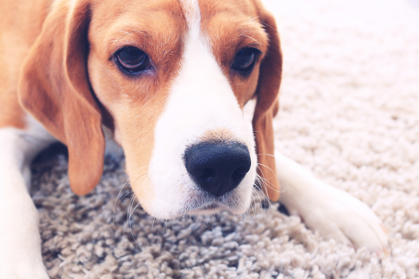 Dog face close-up, an Animal Photo by PixieMe