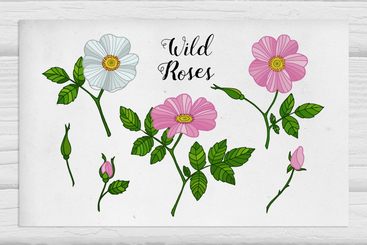 Wild roses, a Decorative Illustration by Tabita's shop (Photo 1 of 4)