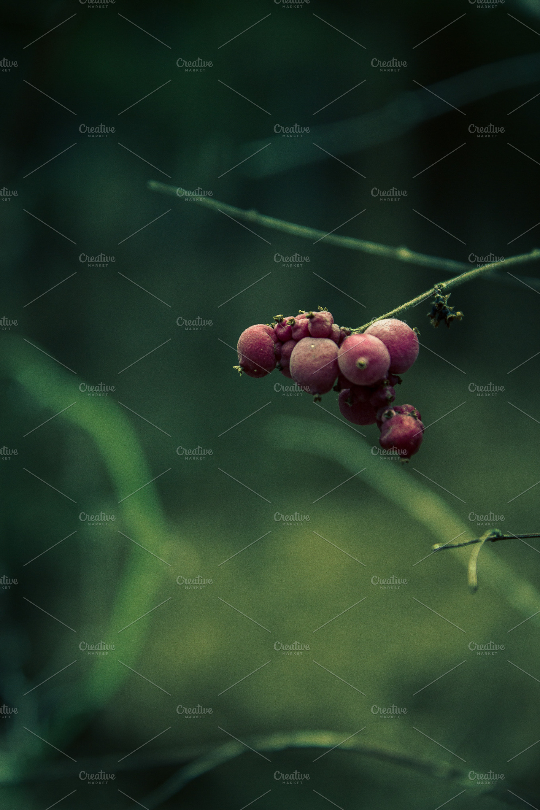 Forest Berrys, a Nature Photo by NiccerPhotography