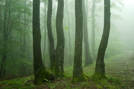 Trees in green forest with fog featuring beam, bright, and colorful, a Nature Photo by Atmospheric visuals