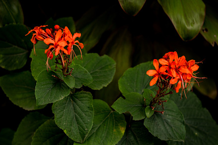 Red tropical flowers