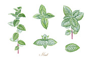 Mint, a Food Illustration by Watercolor life (Thumbnail 2 of 6)