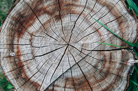 Old natural pattern of a tree stump.