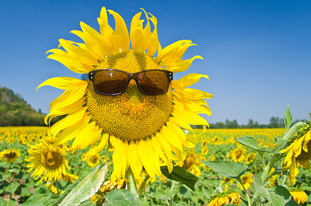 Sunflower with sun glasses