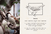 Automatic Typewriter Font and Extras, a Serif Font by Ana's Fonts (Thumbnail 7 of 12)