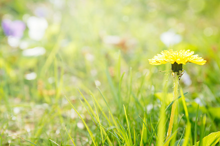 Dandelion on the sunshine. Allergen, a Nature Photo by Kate Molchanova