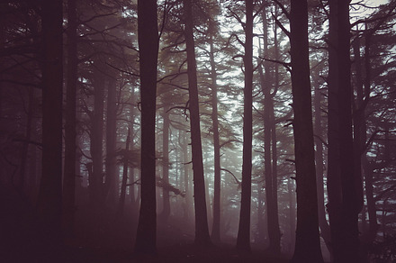 In the woods stock photo containing awesome wood woods beautiful beauty