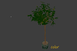 Benjamin Ficus Tree In A Pot