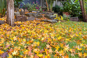 Fall Leaves In Backyard Garden, a Nature Photo by THP Creative