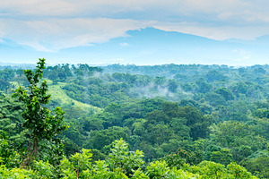 Mexico Jungle Landscape, a Nature Photo by THP Creative