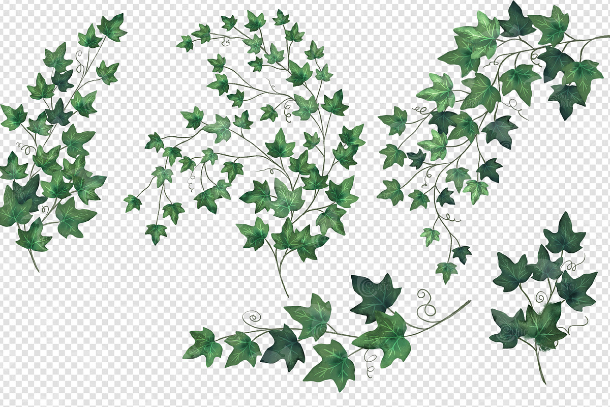 Watercolor Ivy Clipart, an Illustration by Digital Curio (Photo 2 of 5)
