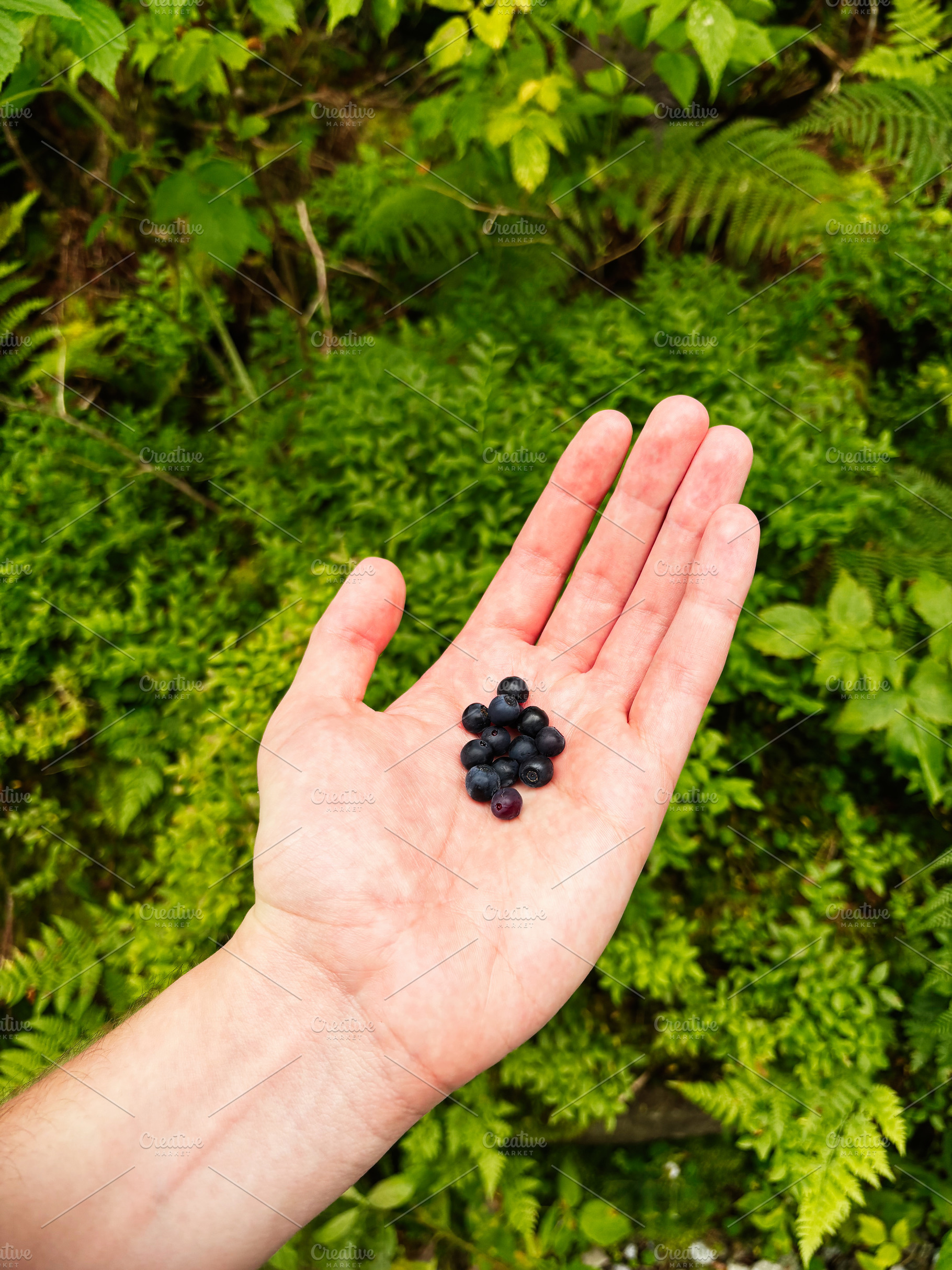 Hand holding fresh blueberries in a green garden scene in Zakopane Poland, a Nature Photo by AS photostudio