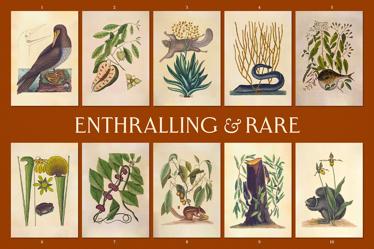 Vintage Natural History Printable Art