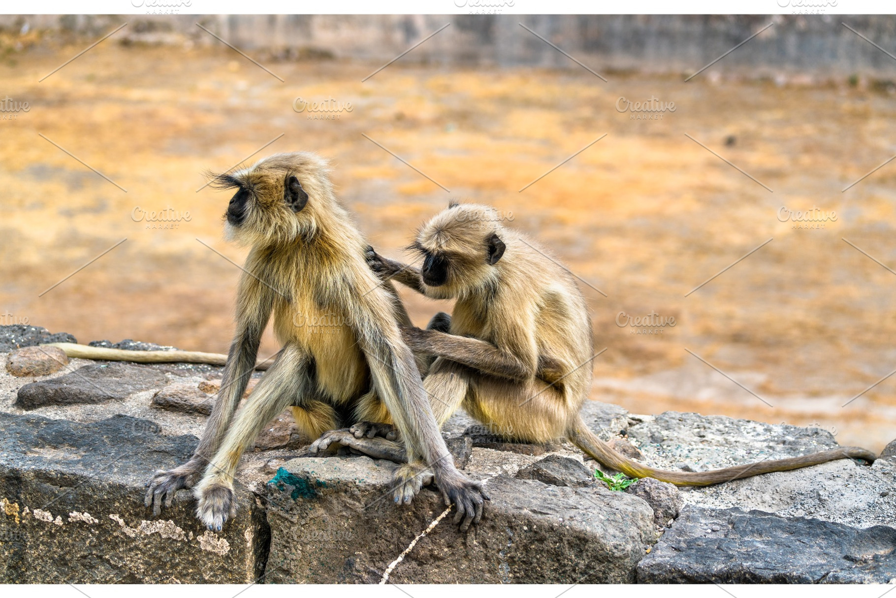 Gray langur monkeys at daulatabad fort in india stock photo containing india, an Animal Photo by Leonid Andronov