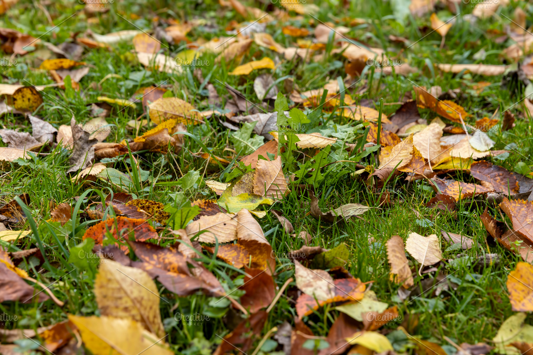 Beautiful yellow foliage of trees on green grass, a Photo by MyPhotos