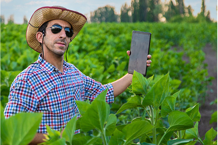 Field sunflowers farmer in the field, a Nature Photo by yanadjana