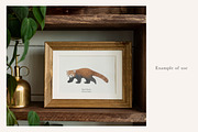 Red Panda Illustration – PNG, an Animal Illustration by LaurenFittonIllustration (Thumbnail 3 of 7)
