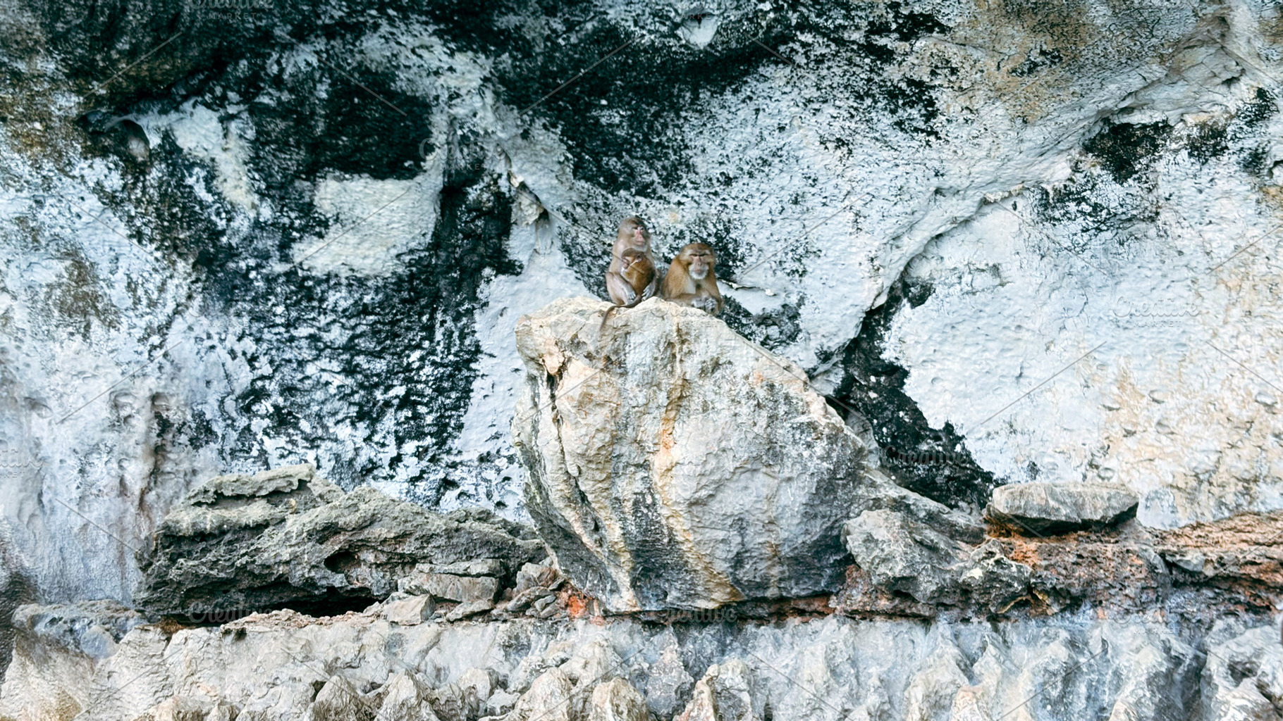 Monkey family on the stone in Phuket, an Animal Photo by AMMi