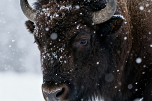 Majestic European Bison and Magpie, an Animal Photo by Virgo Studio
