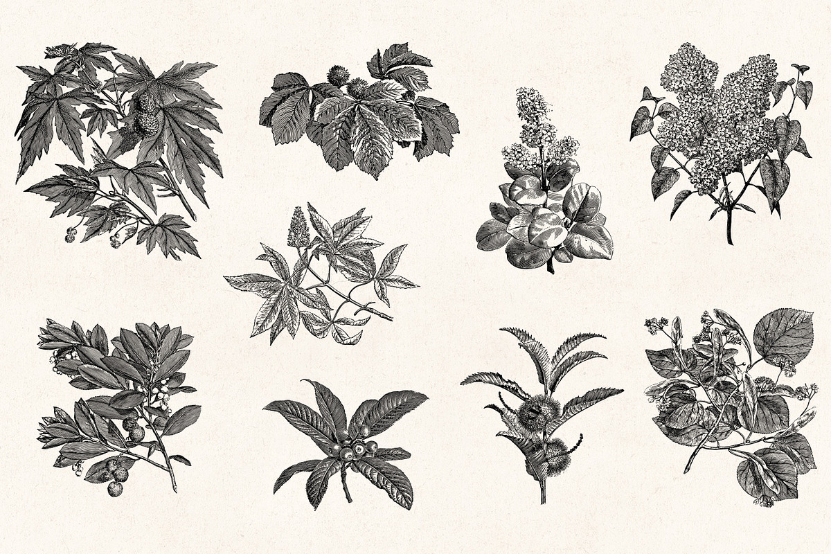 Leaves & Twigs Vintage Illustrations, an Illustration by Graphic Goods (Photo 4 of 10)