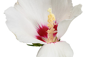White hibiscus flower, isolated background., a Nature Photo by ndanko