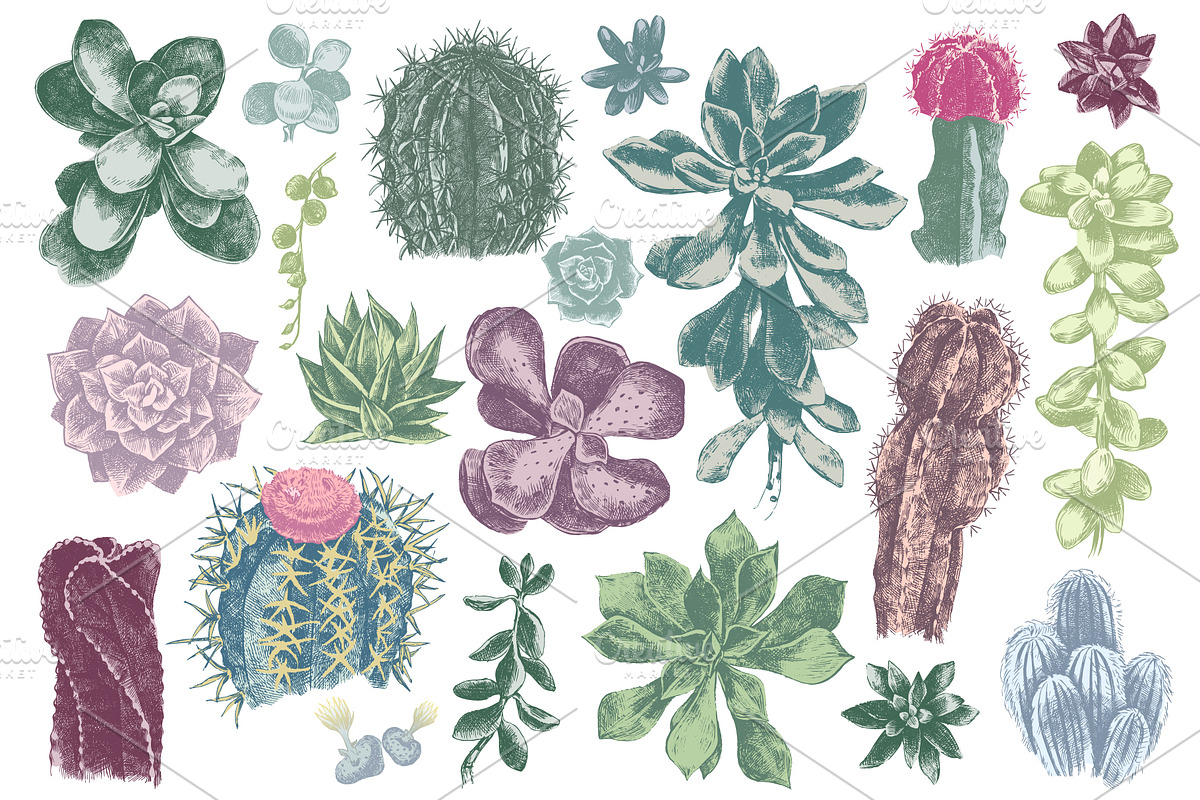 Cactuses and succulents collection, a Decorative Illustration by handsketched (Photo 2 of 7)