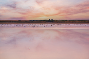 Seagulls on sunset Genichesk pink  salty lake, Ukraine, a Nature Photo by YuriyB