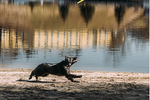 Alsatian Wolf Dog Or Black German, an Animal Photo by Our Amazing World