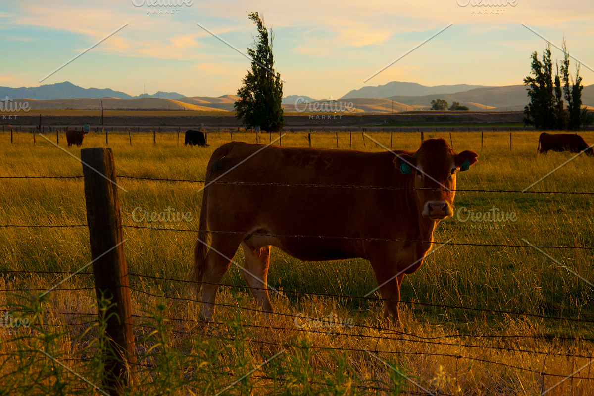 Cow Stock Bundle, an Animal Photo by r.r.palacios (Photo 4 of 14)