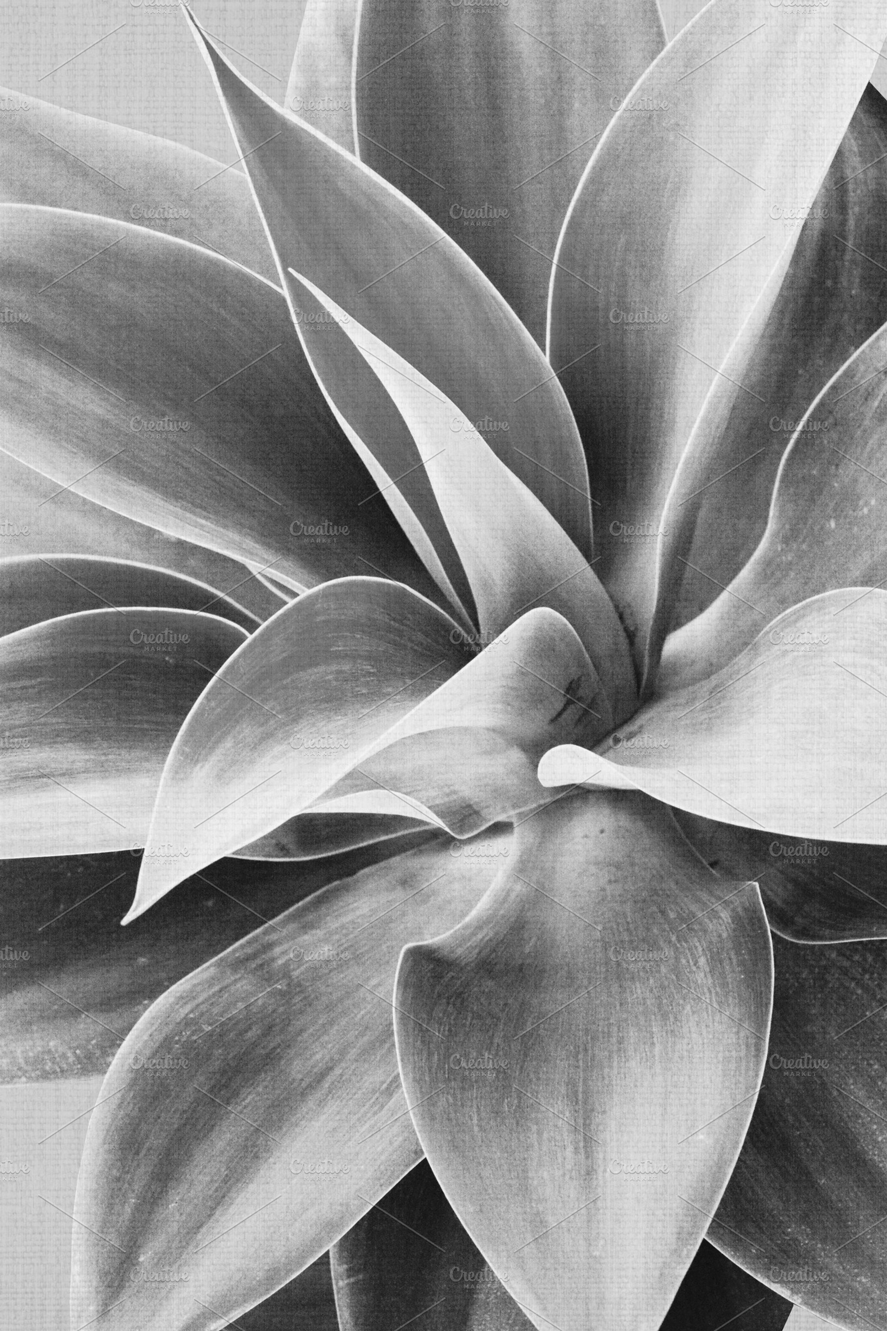 Black & White Cactus Photography, a Nature Photo by beguima