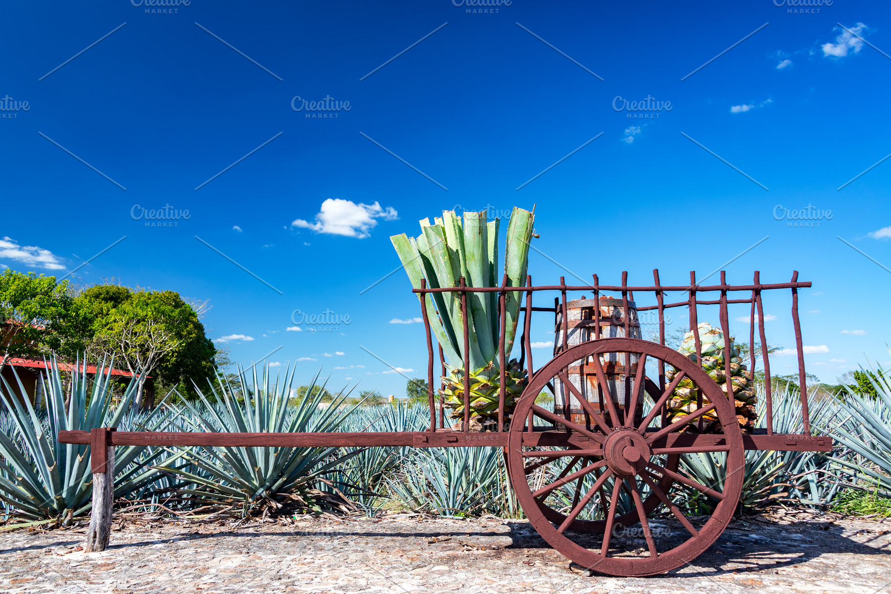 Blue Agave on a Wagon, a Food & Drink Photo by JK Travel Photos