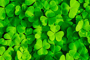 Green clover leaves illuminated by bright sunlight. Fresh shamrock foliage back