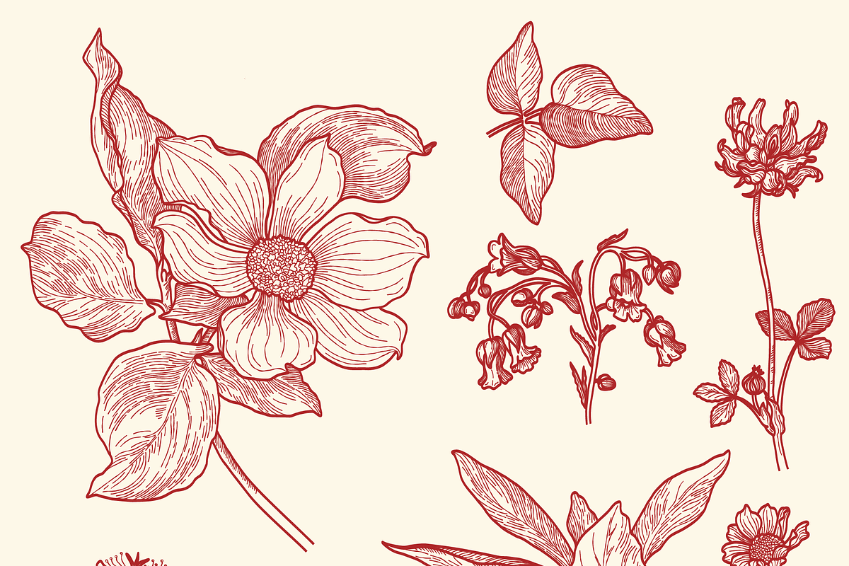 Engraved Botanicals, a Decorative Illustration by dariikos (Photo 3 of 5)