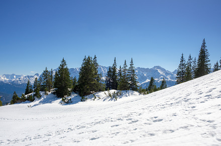Snowy mountains with evergreen trees