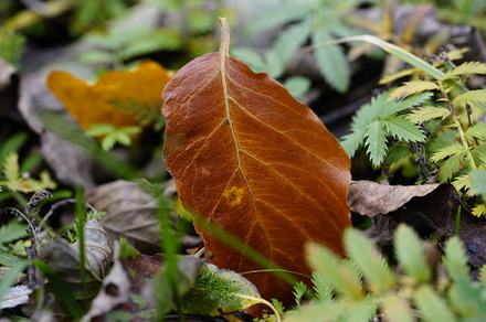 Autumn leaf on the ground containing leaf, nature, and macro