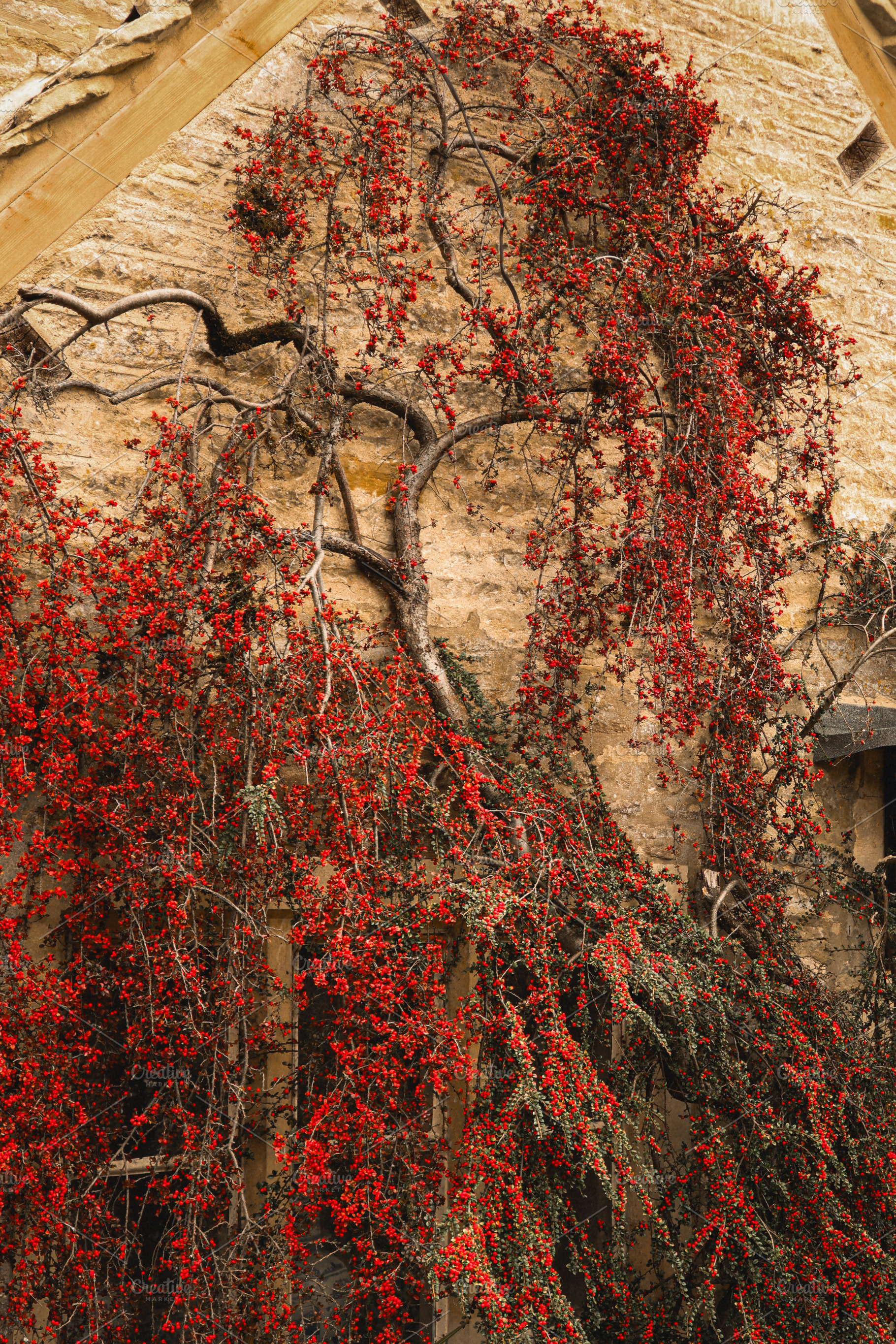 Red berries covering stone cottage wall, autumn garden foliage,, a Photo by Studio ANNA