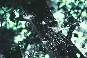 Spider's Web on Tree Trunk