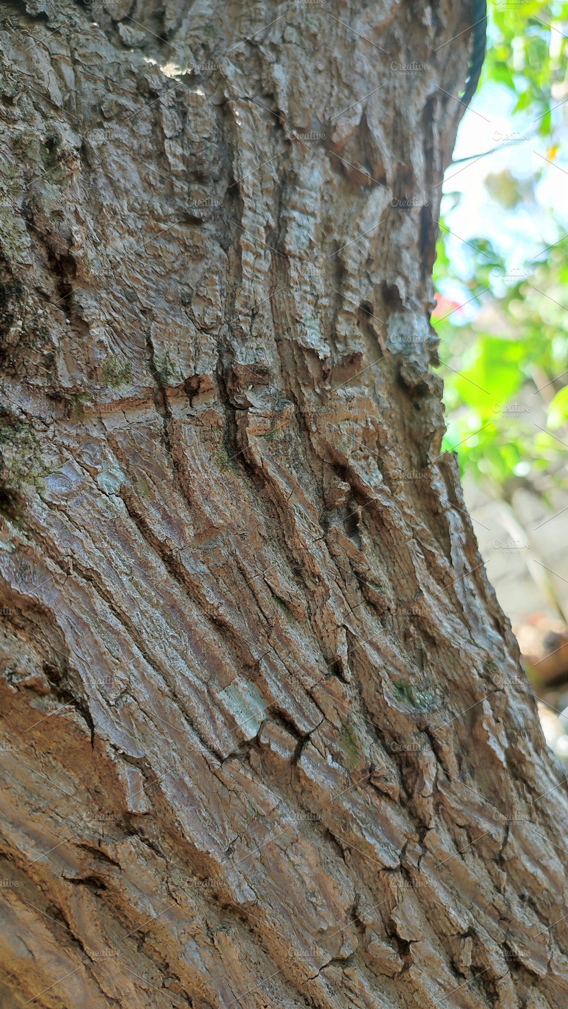 Tree trunk, a Nature Photo by Rhealea_Design